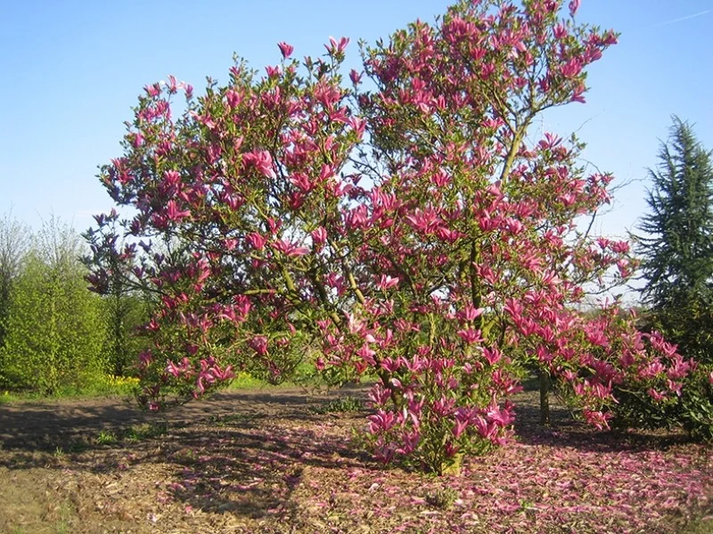 Magnolia Susan Meerstammig ( Valse Tulpenboom / Beverboom)-9