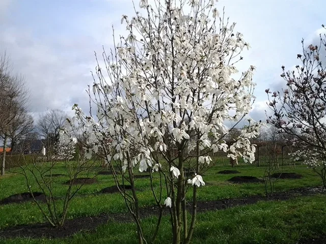 Magnolia Kobus Mehrstämmig (Tulpen-Magnolie)
