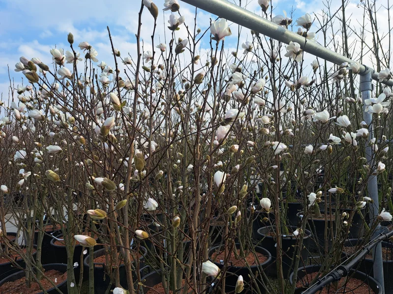 Magnolia Kobus Meerstammig (Valse Tulpenboom / Beverboom)-4
