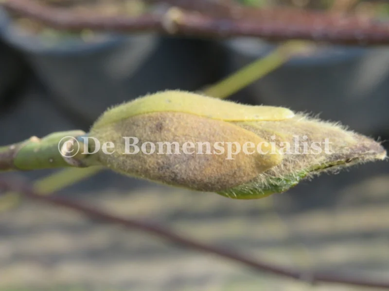 Magnolia Kobus Meerstammig (Valse Tulpenboom / Beverboom)-5