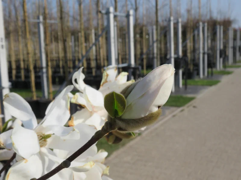 Magnolia Kobus Meerstammig (Valse Tulpenboom / Beverboom)-6