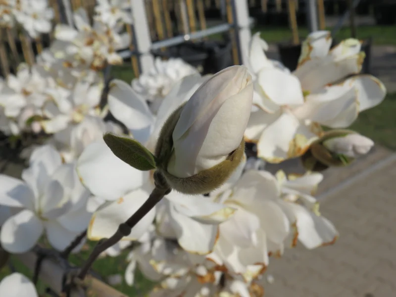 Magnolia Kobus Meerstammig (Valse Tulpenboom / Beverboom)-7
