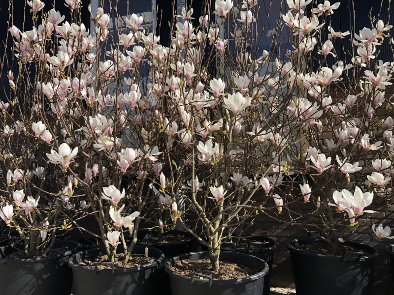 Magnolia Soulangeana Meerstammig (Tulpenboom / Beverboom)