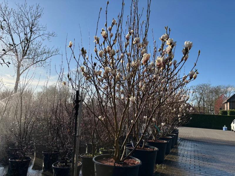 Magnolia Soulangeana Meerstammig (Tulpenboom / Beverboom)-3
