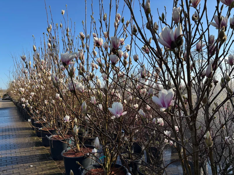 Magnolia Soulangeana Meerstammig (Tulpenboom / Beverboom)-4