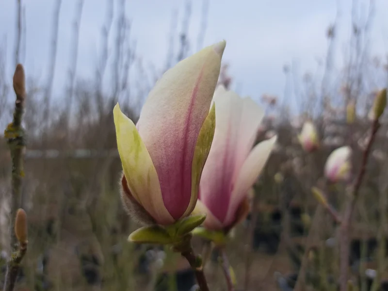 Magnolia Soulangeana Meerstammig (Tulpenboom / Beverboom)-5