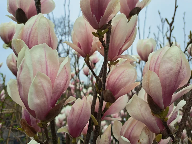 Magnolia Soulangeana Meerstammig (Tulpenboom / Beverboom)-6