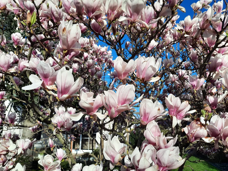 Magnolia Soulangeana Meerstammig (Tulpenboom / Beverboom)-7