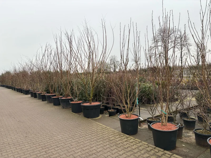 Magnolia Soulangeana Meerstammig (Tulpenboom / Beverboom)-8