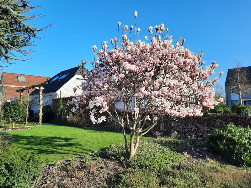 Magnolia Soulangeana Meerstammig (Tulpenboom / Beverboom)-11