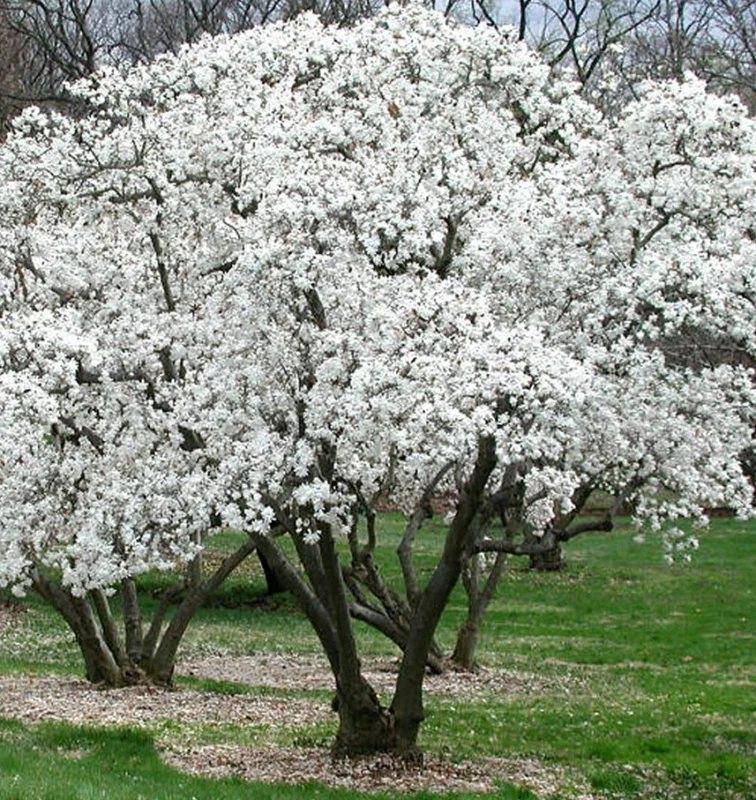 Magnolia Stellata Meerstammig (Stermagnolia)-1