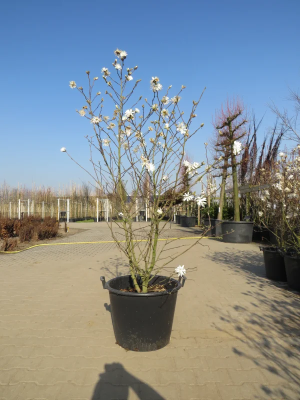 Magnolia Stellata Meerstammig (Stermagnolia)-2