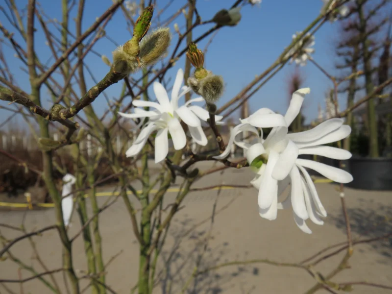 Magnolia Stellata Meerstammig (Stermagnolia)-3