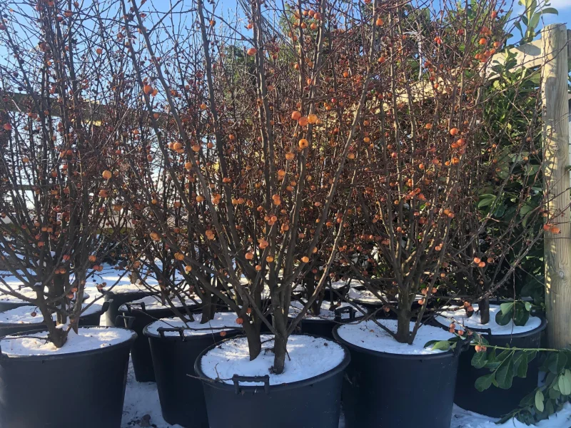 Malus Evereste Meerstammig (Sierappel)-1