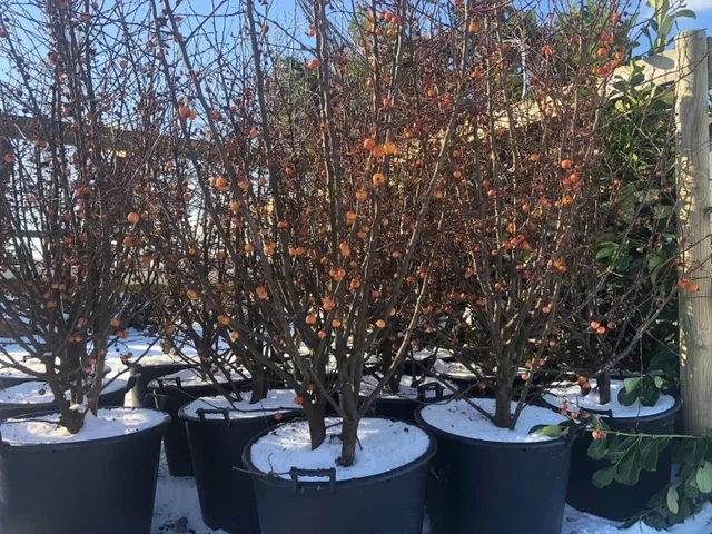 Malus Evereste Mehrstämmig (Zierapfel)