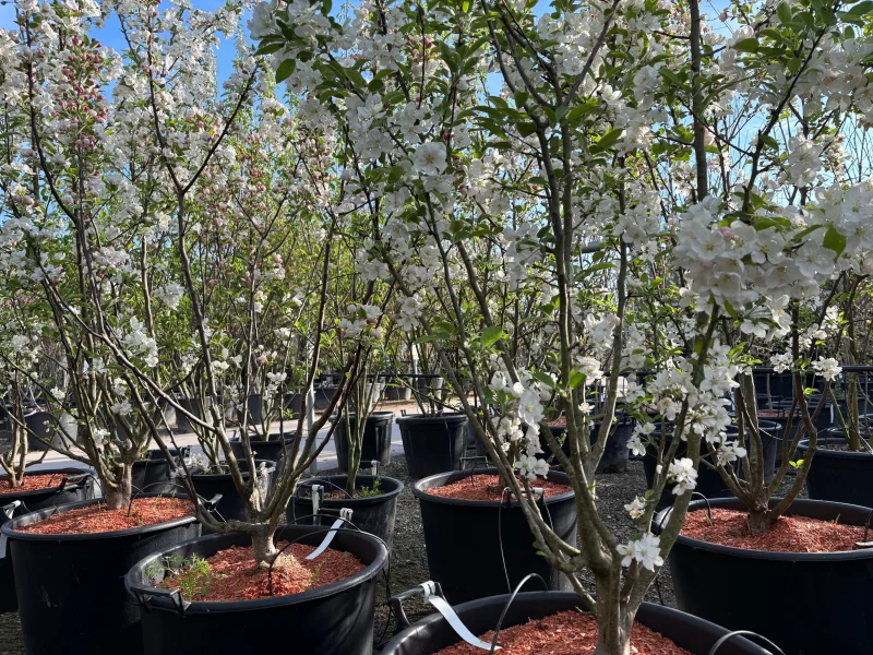 Malus Evereste Meerstammig (Sierappel)-2