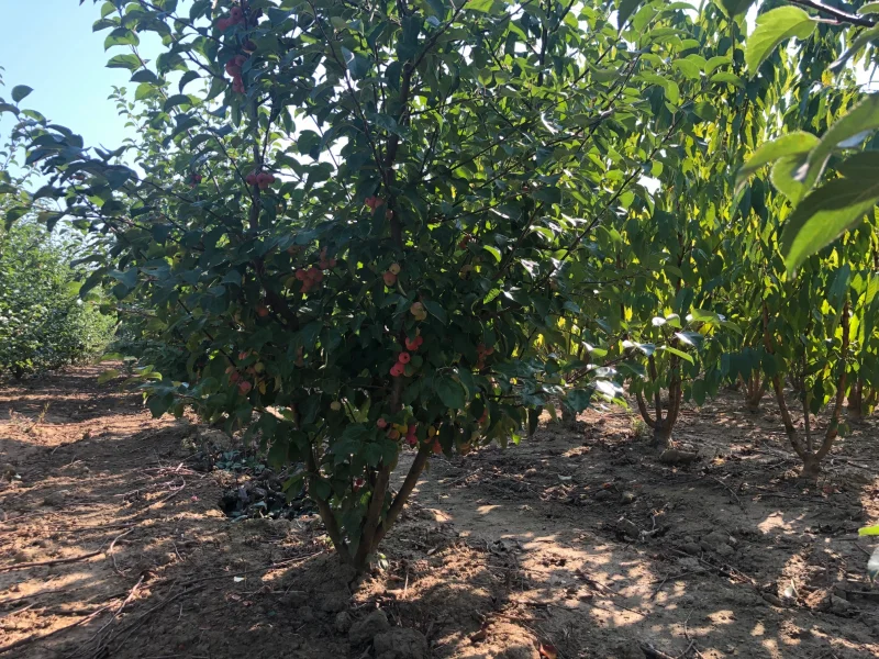 Malus Evereste Meerstammig (Sierappel)-3