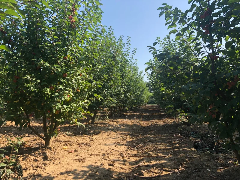 Malus Evereste Meerstammig (Sierappel)-4
