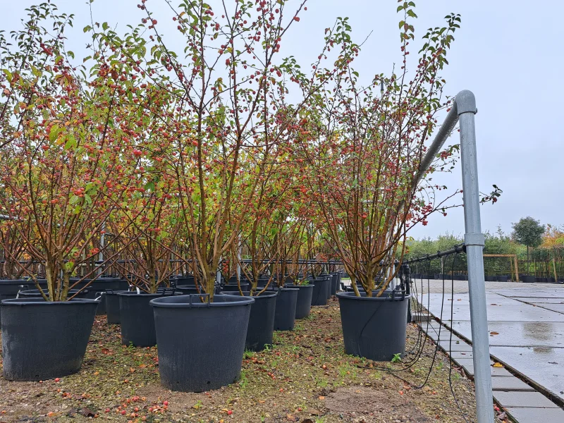 Malus Evereste Meerstammig (Sierappel)-5