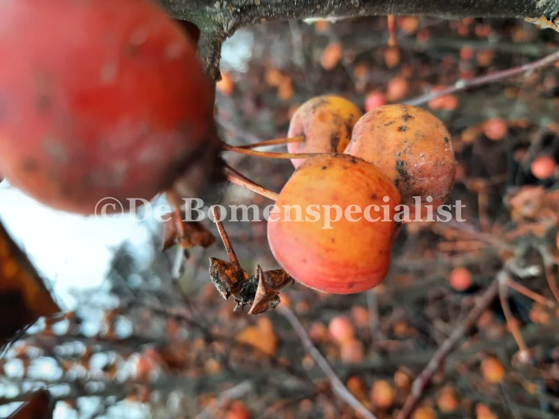 Malus Evereste Meerstammig (Sierappel)-6