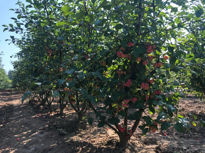 Malus Red Sentinel Meerstammig (Sierappel)-1