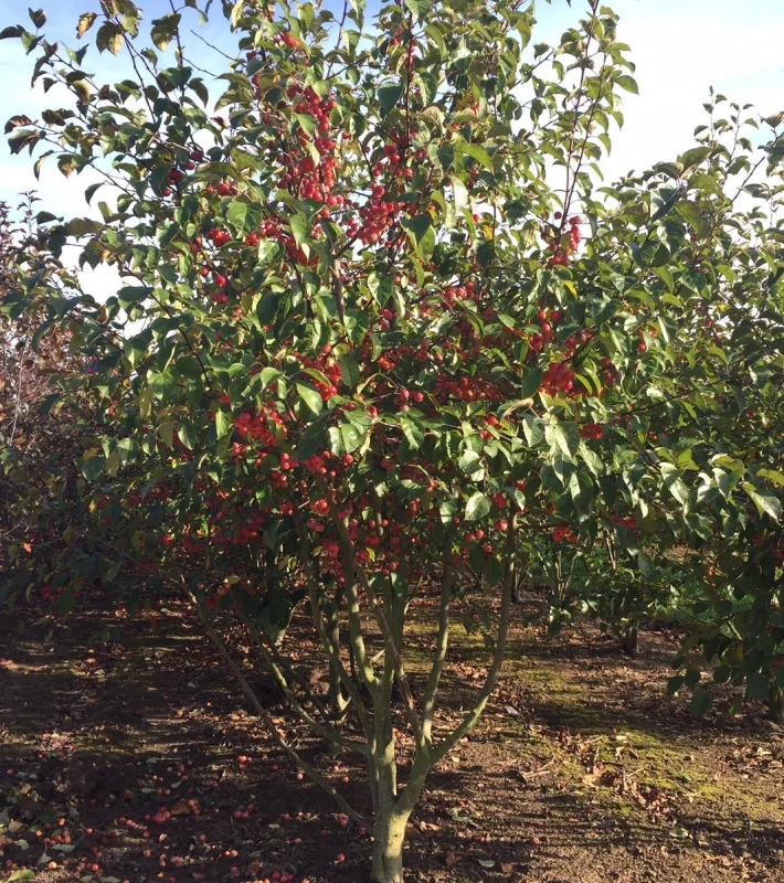 Malus Red Sentinel Meerstammig (Sierappel)-3