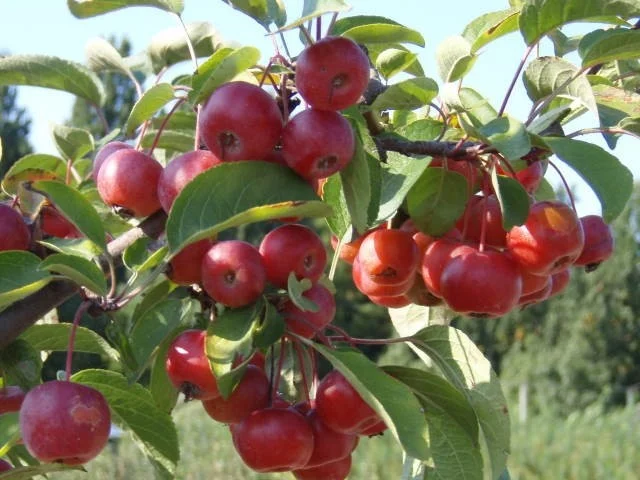 Malus Red Sentinel Meerstammig (Sierappel)-4