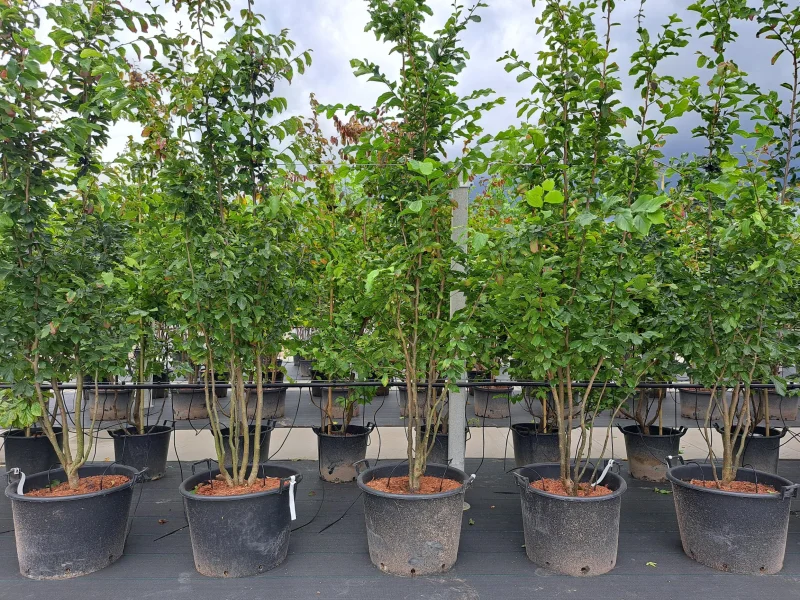 Parrotia Persica Meerstammig (Perzisch IJzerhout)-2