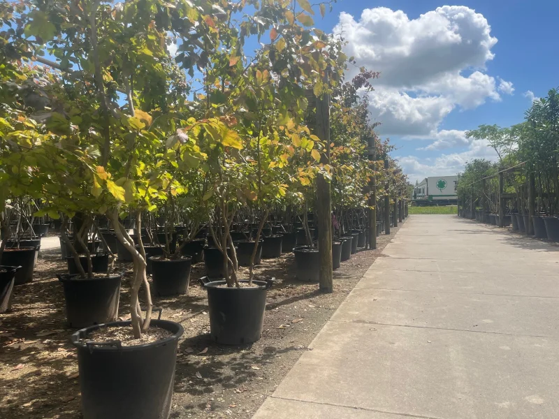 Parrotia Persica Meerstammig (Perzisch IJzerhout)-3