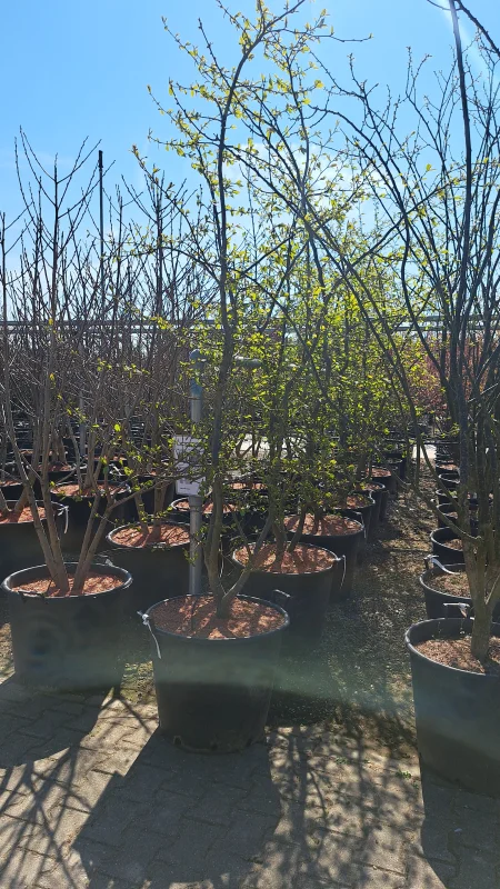 Parrotia Persica Meerstammig (Perzisch IJzerhout)-5