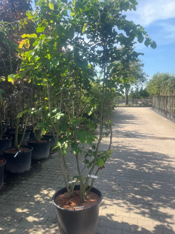 Parrotia Persica Meerstammig (Perzisch IJzerhout)-6