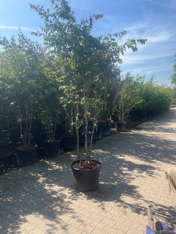 Parrotia Persica Meerstammig (Perzisch IJzerhout)-7