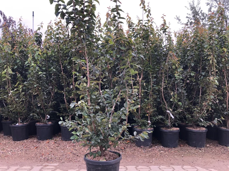 Parrotia Persica Meerstammig (Perzisch IJzerhout)-8