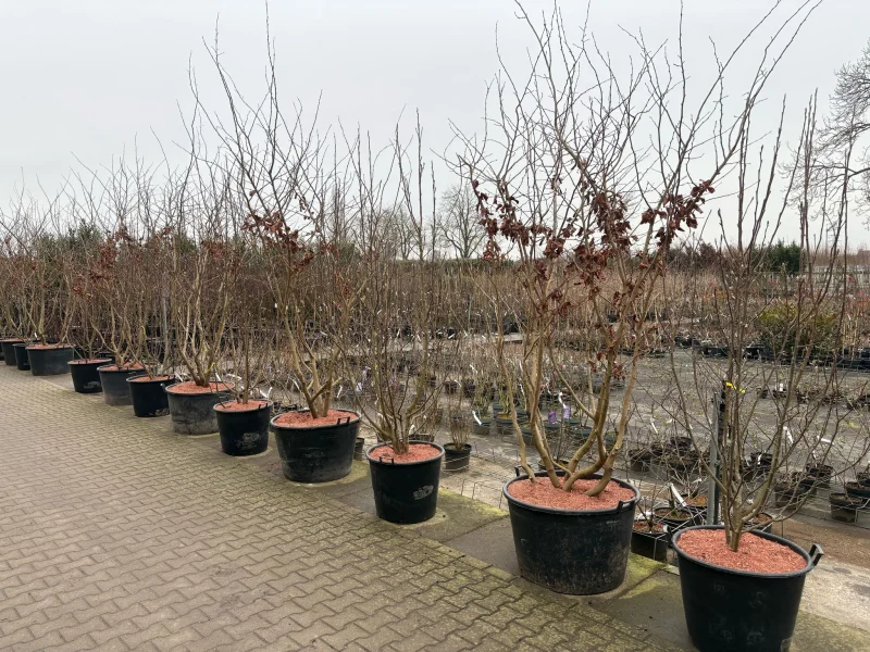 Parrotia Persica Meerstammig (Perzisch IJzerhout)-10