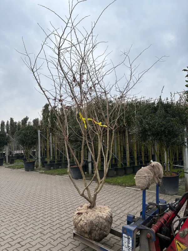 Parrotia Persica Meerstammig (Perzisch IJzerhout)-11