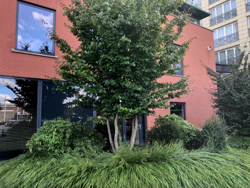 Parrotia Persica Meerstammig (Perzisch IJzerhout)-12