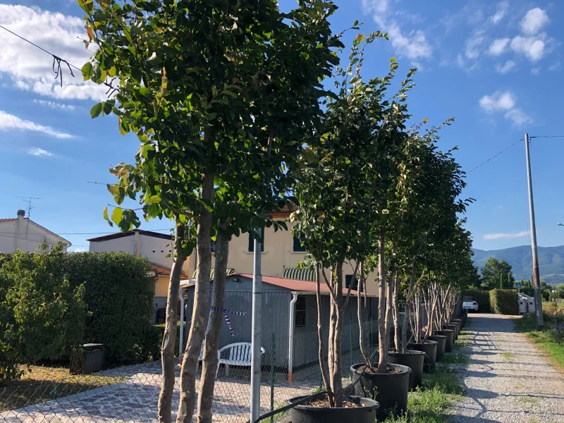 Parrotia Persica Meerstammig (Perzisch IJzerhout)-13