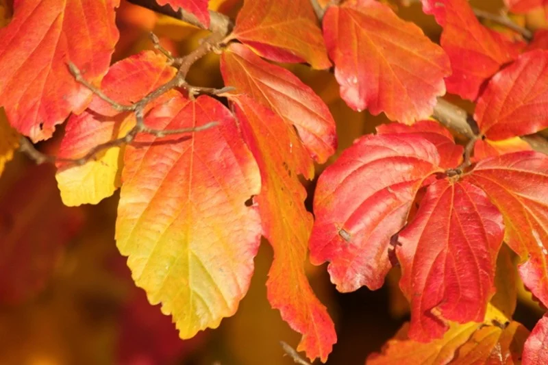 Parrotia Persica Meerstammig (Perzisch IJzerhout)-14