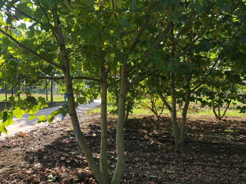 Platanus Hispanica Meerstammig (Plataan)-1