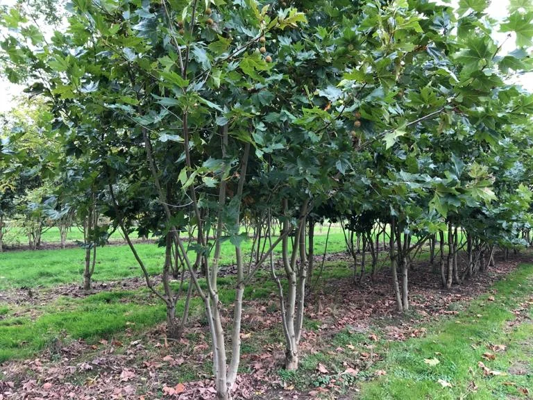 Platanus Hispanica Meerstammig (Plataan)-3