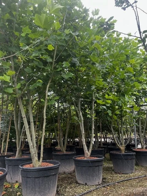 Platanus Hispanica Meerstammig (Plataan)-4