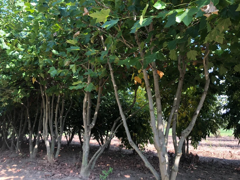 Platanus Hispanica Meerstammig (Plataan)-6