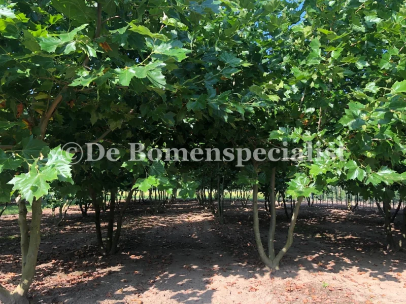 Platanus Hispanica Meerstammig (Plataan)-7