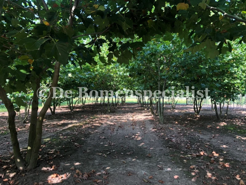 Platanus Hispanica Meerstammig (Plataan)-8