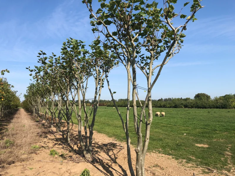 Platanus Hispanica Meerstammig (Plataan)-9