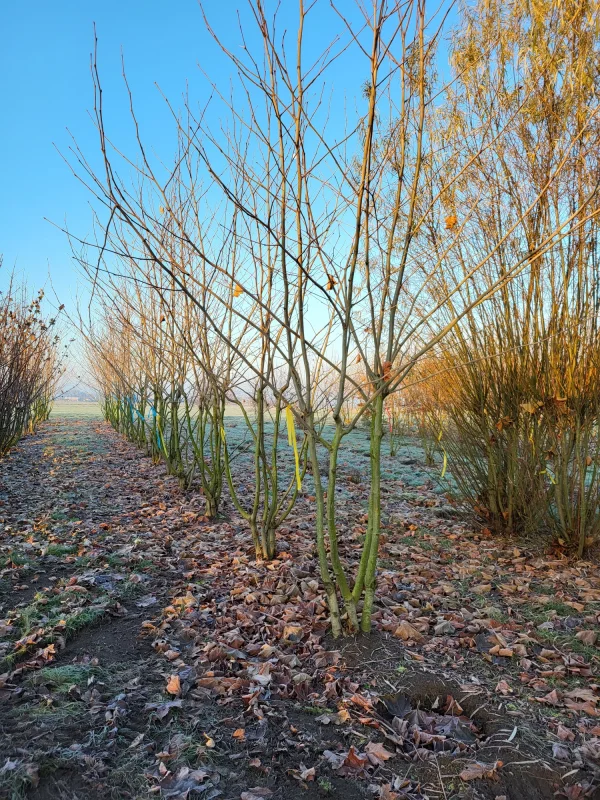 Platanus Hispanica Meerstammig (Plataan)-10