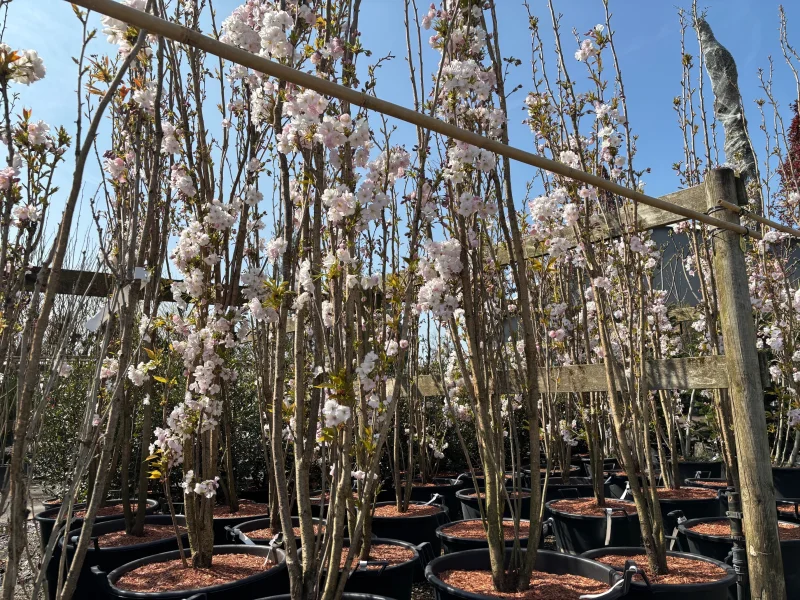 Prunus serr. Amanogawa Meerstammig (Japanse Sierkers)-1