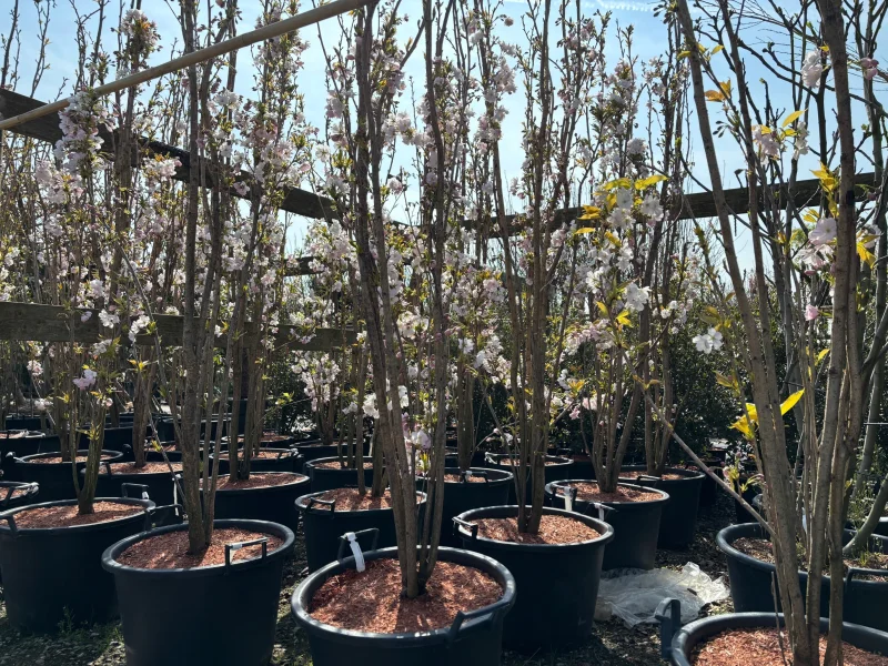 Prunus serr. Amanogawa Meerstammig (Japanse Sierkers)-2