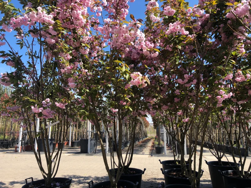 Prunus Serrulata Kanzan Meerstammig (Japanse Sierkers)-1