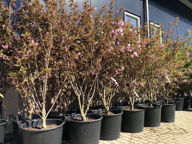 Prunus Serrulata Kanzan Mehrstämmig (Nelkenkirsche)
